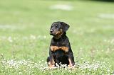 BEAUCERON - PUPPIES 355